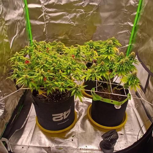 Prime landrace. Week 13