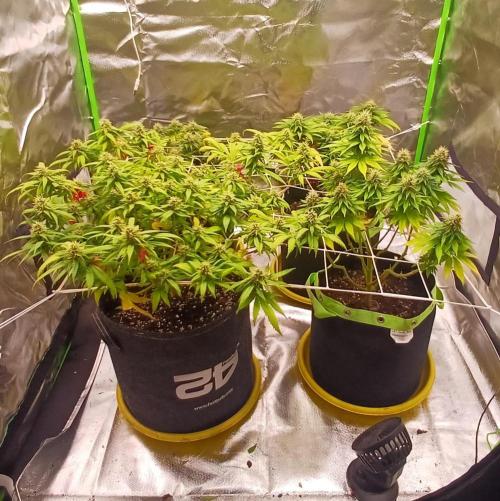 Prime landrace. Week 13