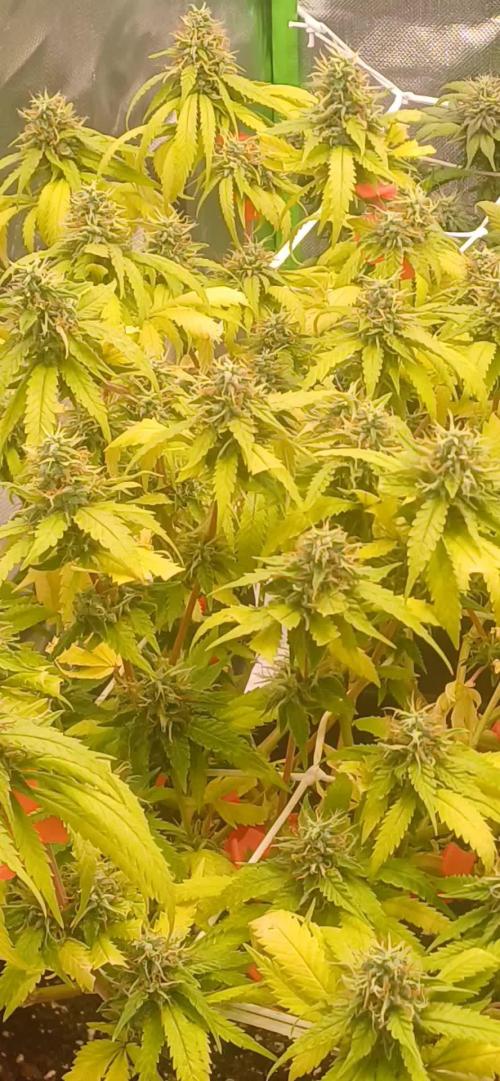 Prime landrace