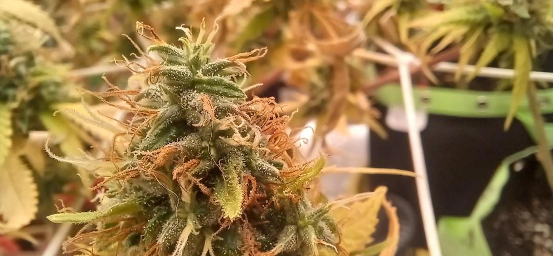 Prime landrace. Week 15