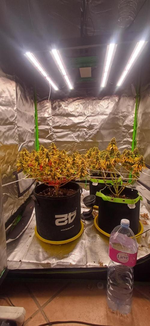 Prime landrace. Week 15