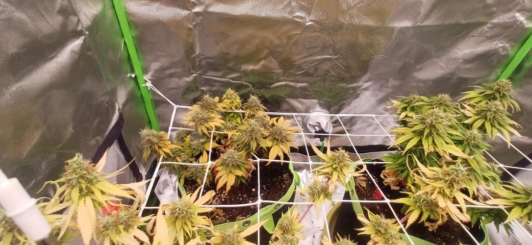 Prime landrace. Week 15