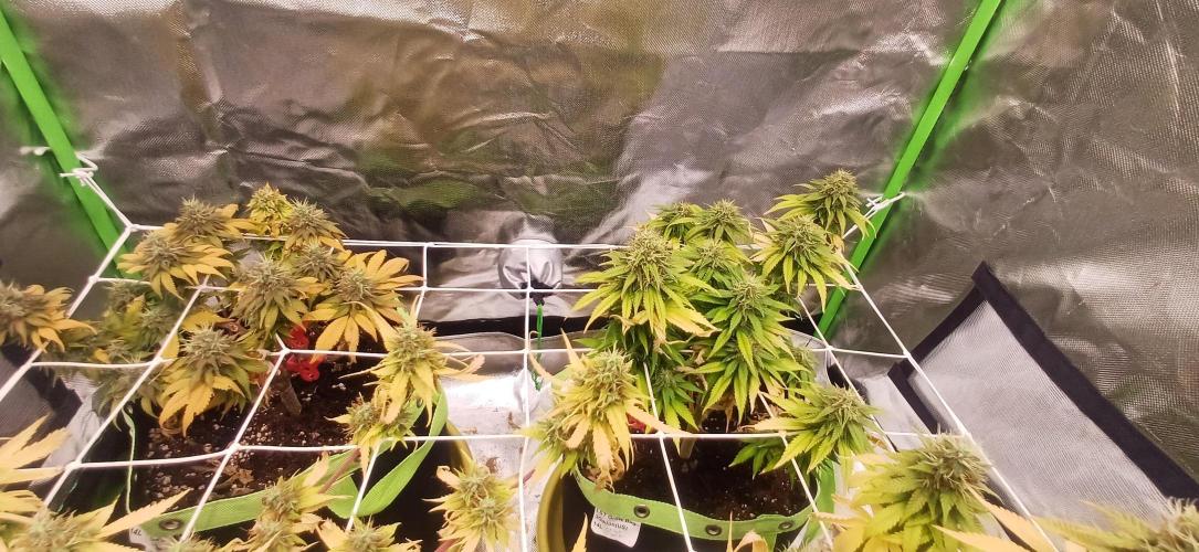 Prime landrace. Week 15