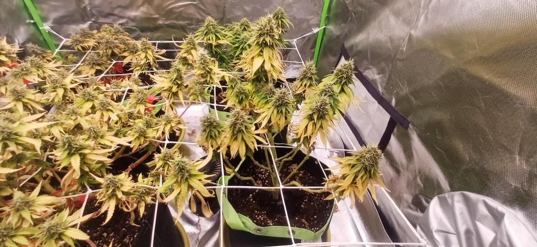 Prime landrace. Week 15