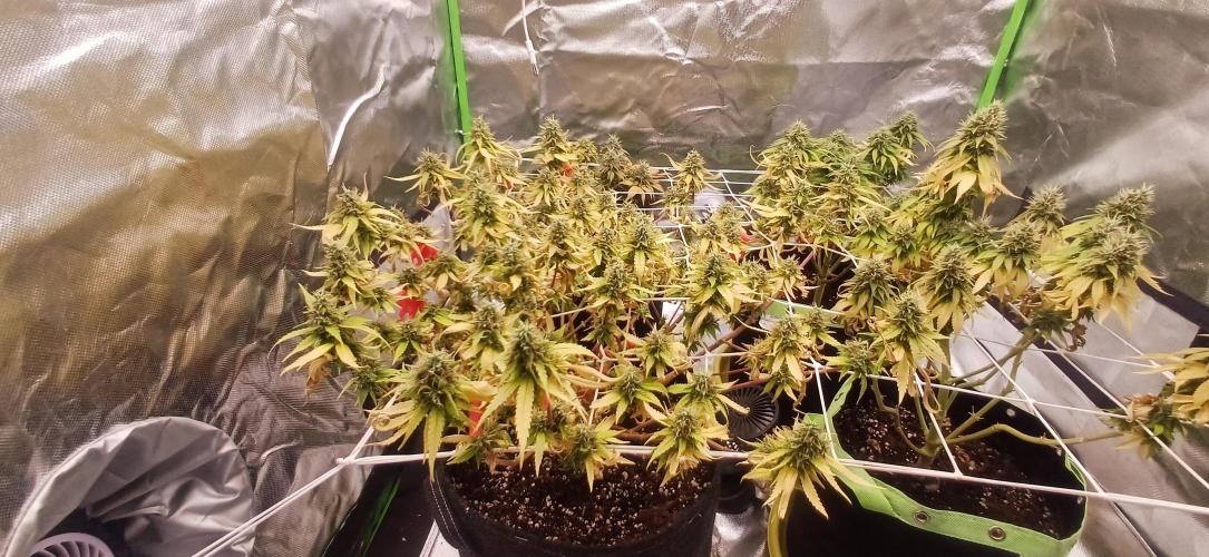 Prime landrace. Week 15