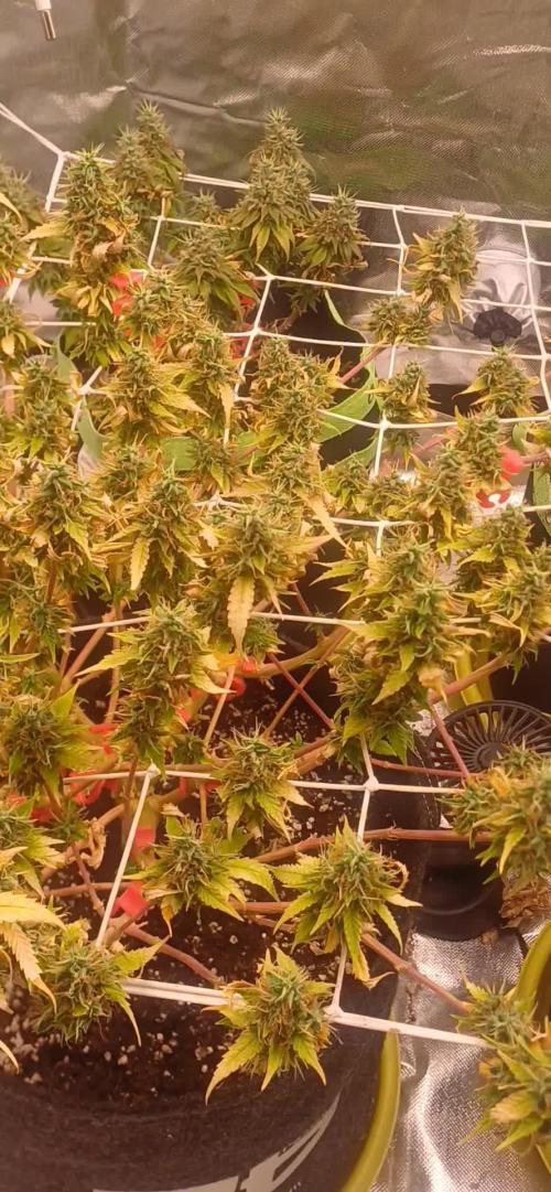 Prime landrace