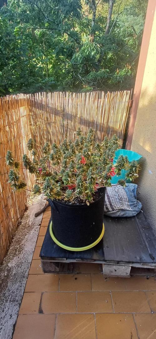 Prime landrace. Week 18