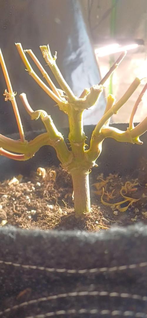Prime landrace