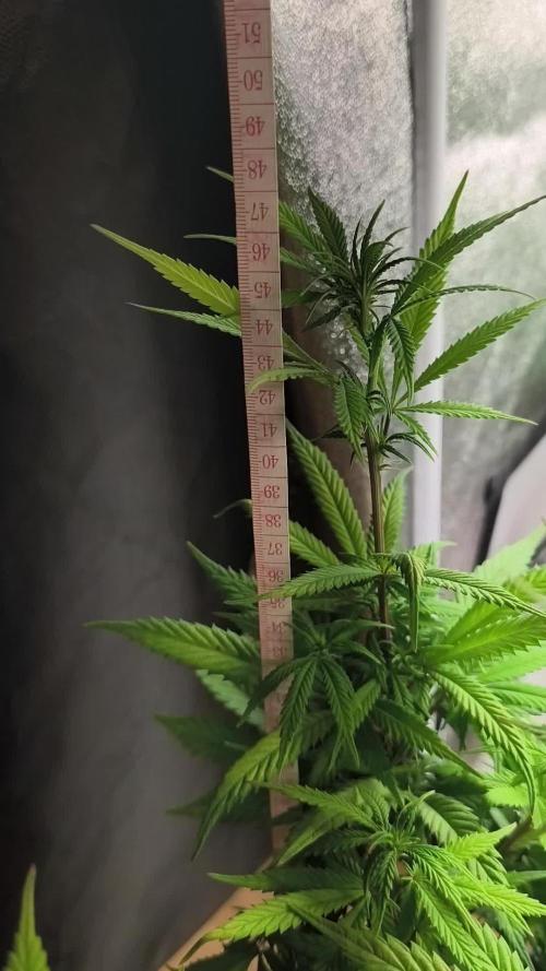 Clone di Bubble gum