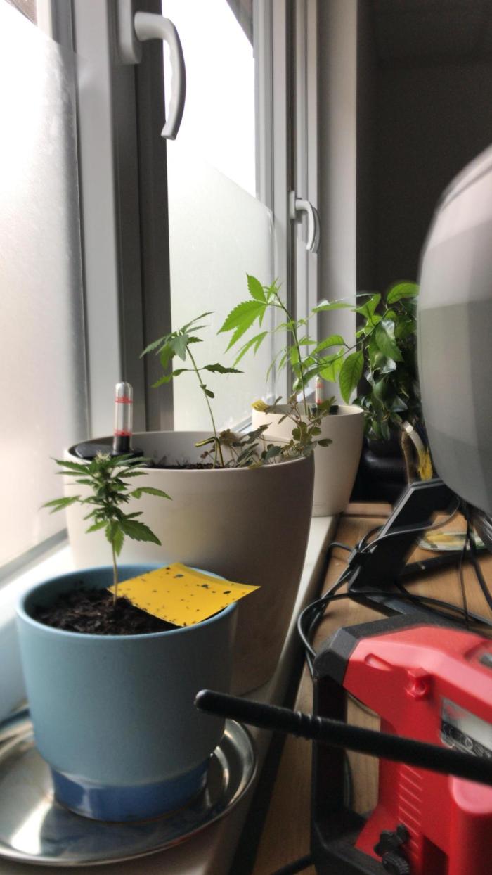 Low effort / Revege Trial Skunk. Week 0 - Phone says 8. July
