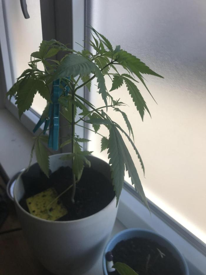 Low effort / Revege Trial Skunk. Week 8 - August 8