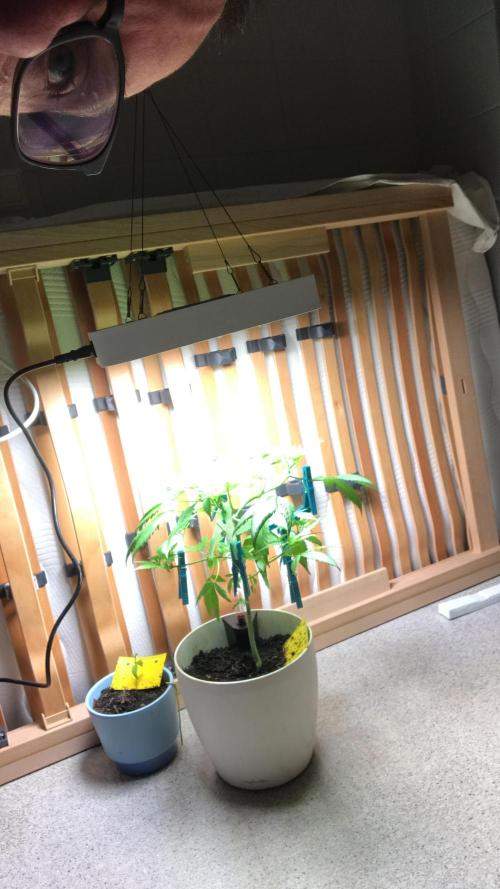 Low effort / Revege Trial Skunk. Week 9