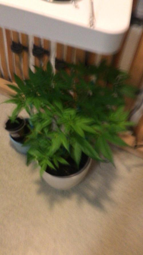 Low effort / Revege Trial Skunk. Week 12