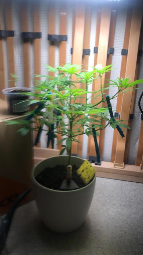 Low effort / Revege Trial Skunk. Week 12 - 05.09