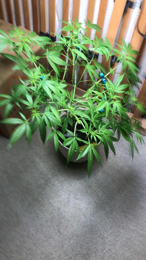 Low effort / Revege Trial Skunk. Week 15