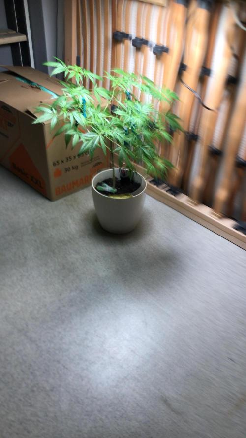 Low effort / Revege Trial Skunk. Week 15 - 23.09