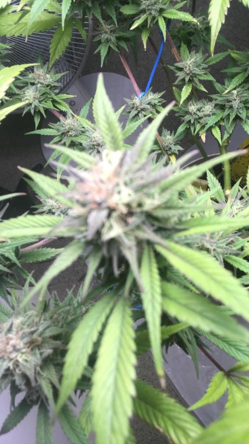 Low effort / Revege Trial Skunk. Week 20 - 5.11