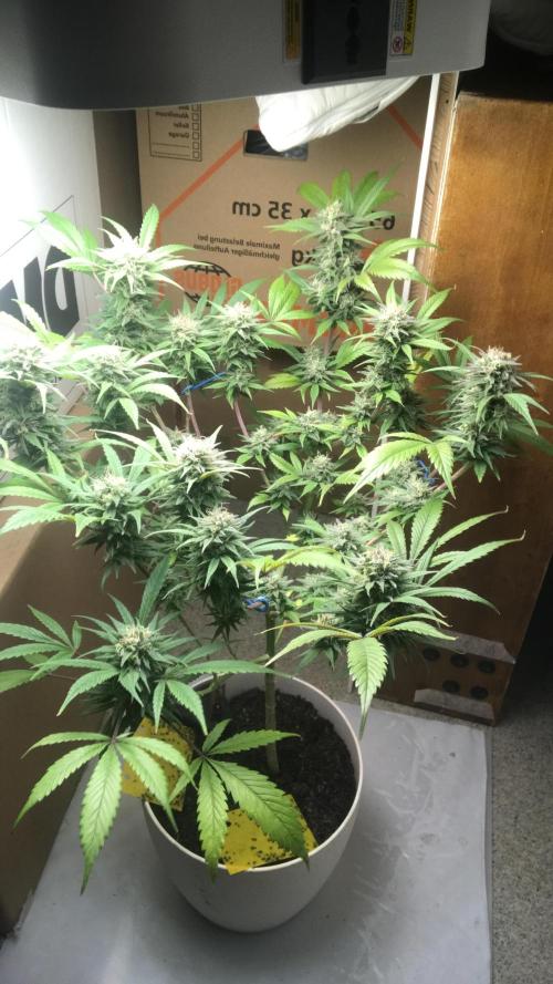 Low effort / Revege Trial Skunk. Week 20