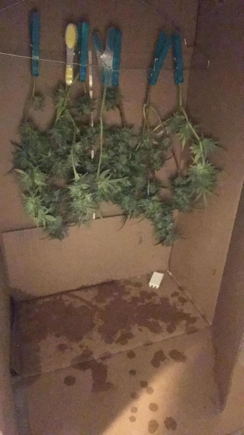 Low effort / Revege Trial Skunk. Week 21 - 18.11 Harvest