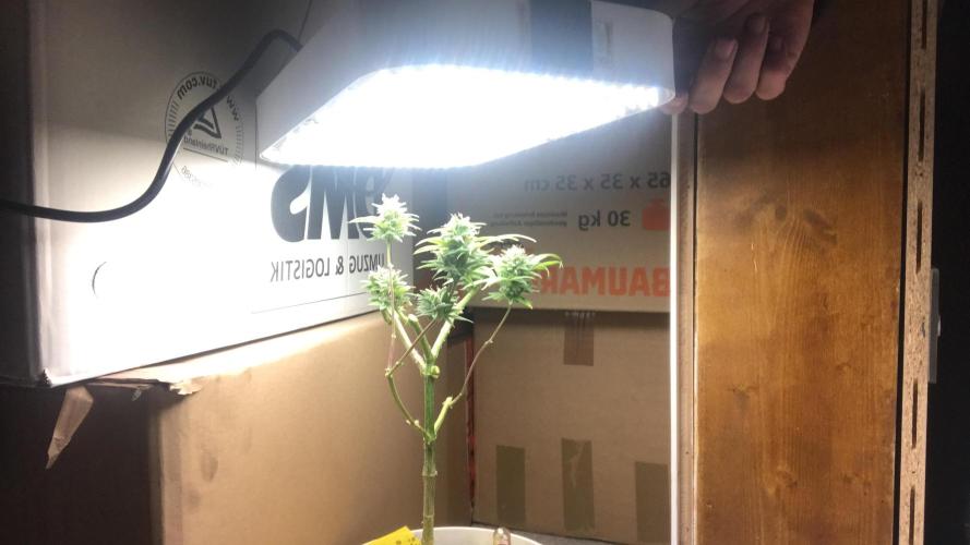 Low effort / Revege Trial Skunk. Week 21 - This is whats left