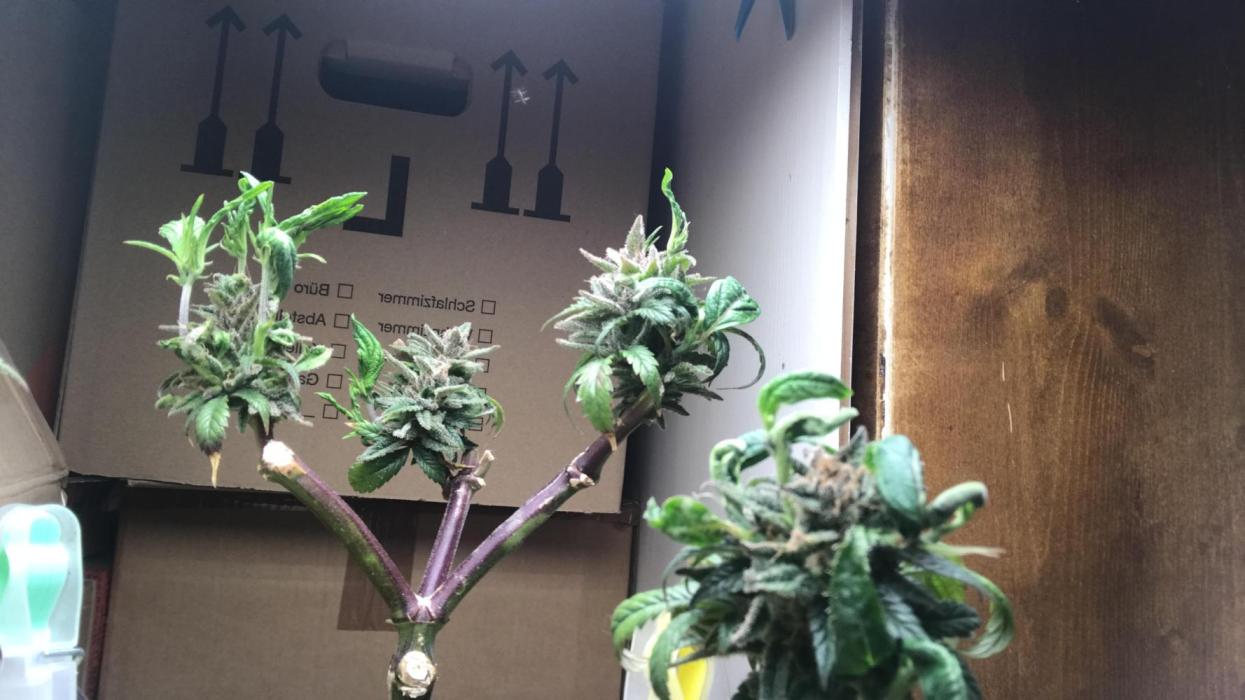 Low effort / Revege Trial Skunk. Week 22 - 5.11.