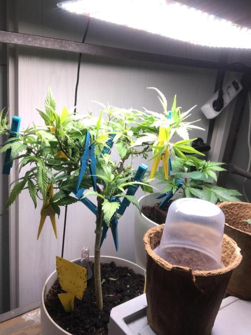 Low effort / Revege Trial Skunk. Week 23 - 31.12.