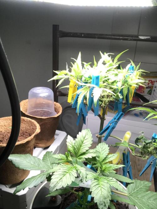 Low effort / Revege Trial Skunk. Week 23