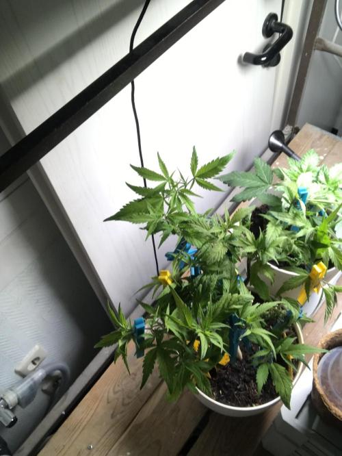 Low effort / Revege Trial Skunk. Week 23