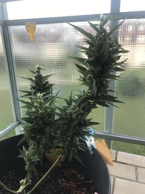 Northernlights Germany Summer 2024. Week 12