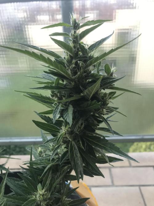 Northernlights Germany Summer 2024. Week 12