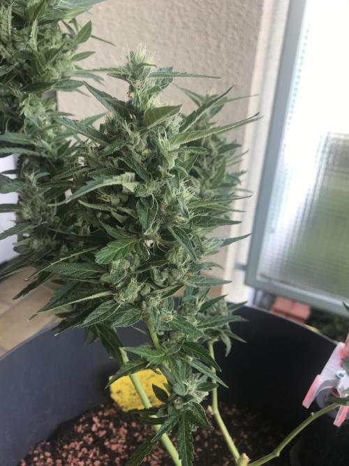 Northernlights Germany Summer 2024. Week 12