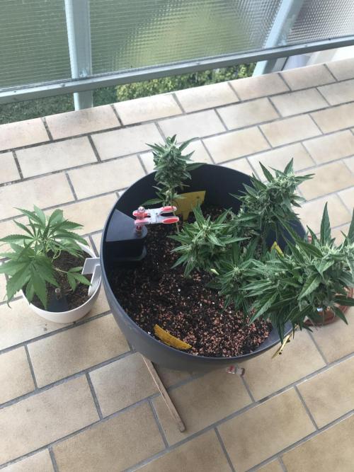 Northernlights Germany Summer 2024. Week 12 - Beginning of September