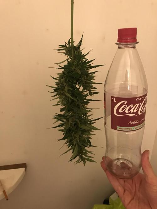 Northernlights Germany Summer 2024. Week 13