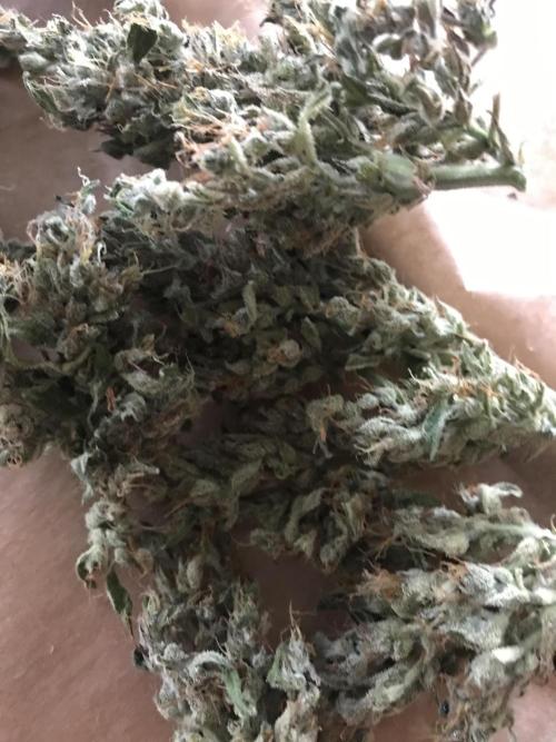 Northernlights Germany Summer 2024. Week 13