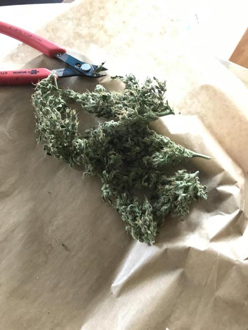 Northernlights Germany Summer 2024. Week 13