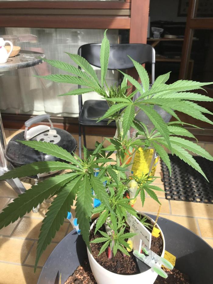 Ruderalis Skunk - late Summer . Week 6