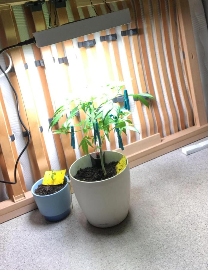 Low effort / Revege Trial Skunk. Week 9 - Around 30.09