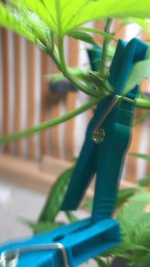 Low effort / Revege Trial Skunk. Week 9