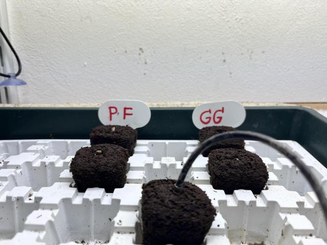 Grandiflora Guava vs. Papaya Frosting. Week 0 - Root Riot 
24 degrees Celcius 