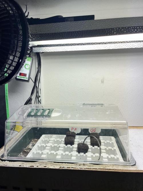 Grandiflora Guava vs. Papaya Frosting. Week 0 - Growing 😎✌️