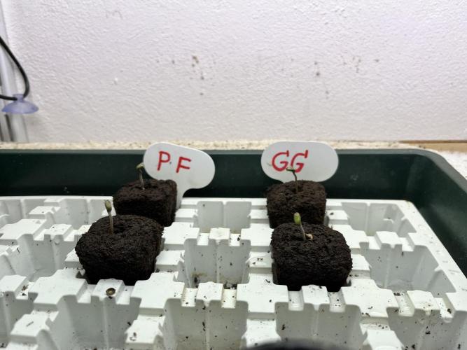 Grandiflora Guava vs. Papaya Frosting. Week 0 - 2025-12-31 awesome!
Will Set them into soil this evening 