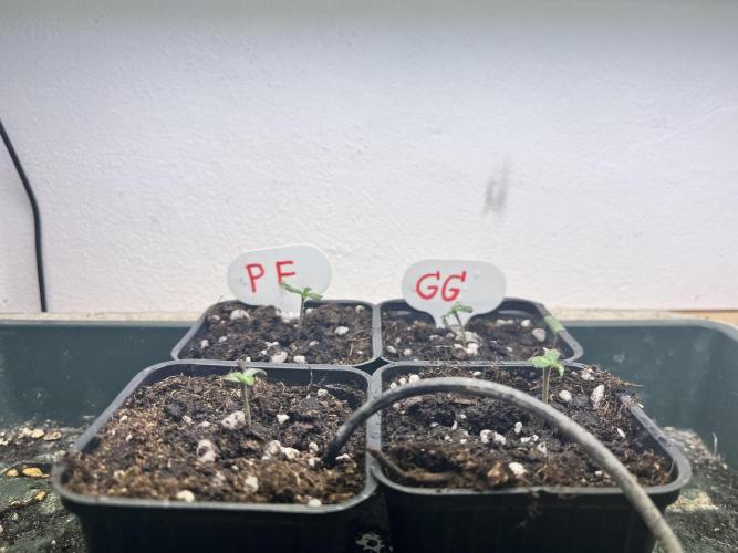 Grandiflora Guava vs. Papaya Frosting. Week 1 - Floragard Growmix Day 1