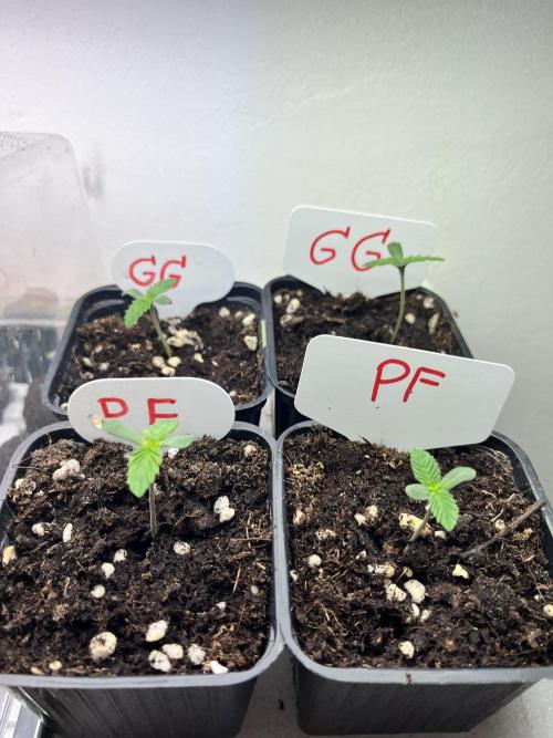 Grandiflora Guava vs. Papaya Frosting. Week 1 - 2026-01-03