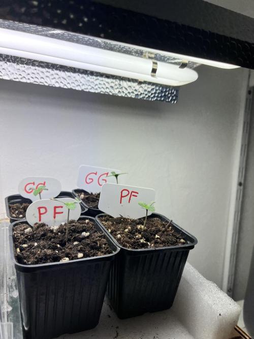 Grandiflora Guava vs. Papaya Frosting. Week 1 - 2026-01-03