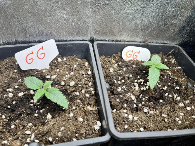 Grandiflora Guava vs. Papaya Frosting. Week 2