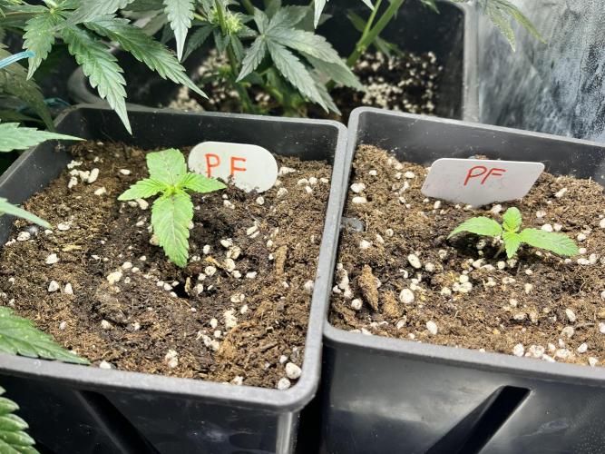 Grandiflora Guava vs. Papaya Frosting. Week 2