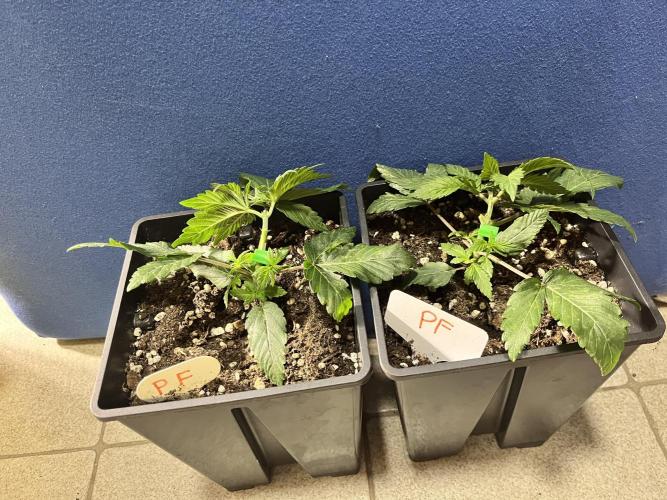 Grandiflora Guava vs. Papaya Frosting. Week 3