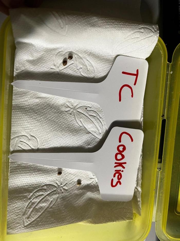Summer Vibes. Week 0 - Papier Towel Method 
48 Hours to complete
One Ethos did Not germinate