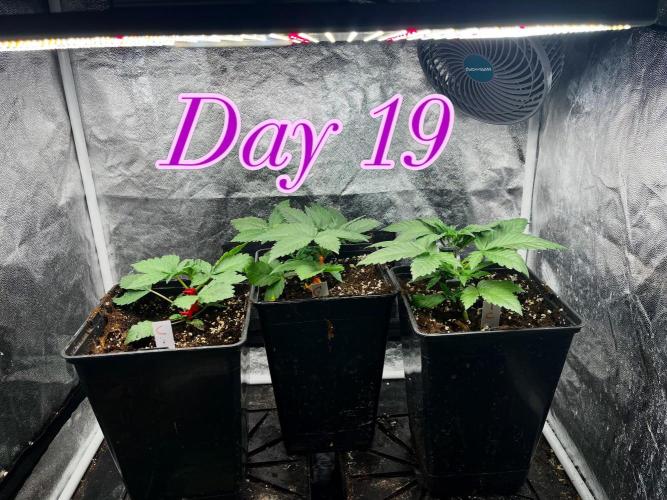 Summer Vibes. Week 3 - Started LST