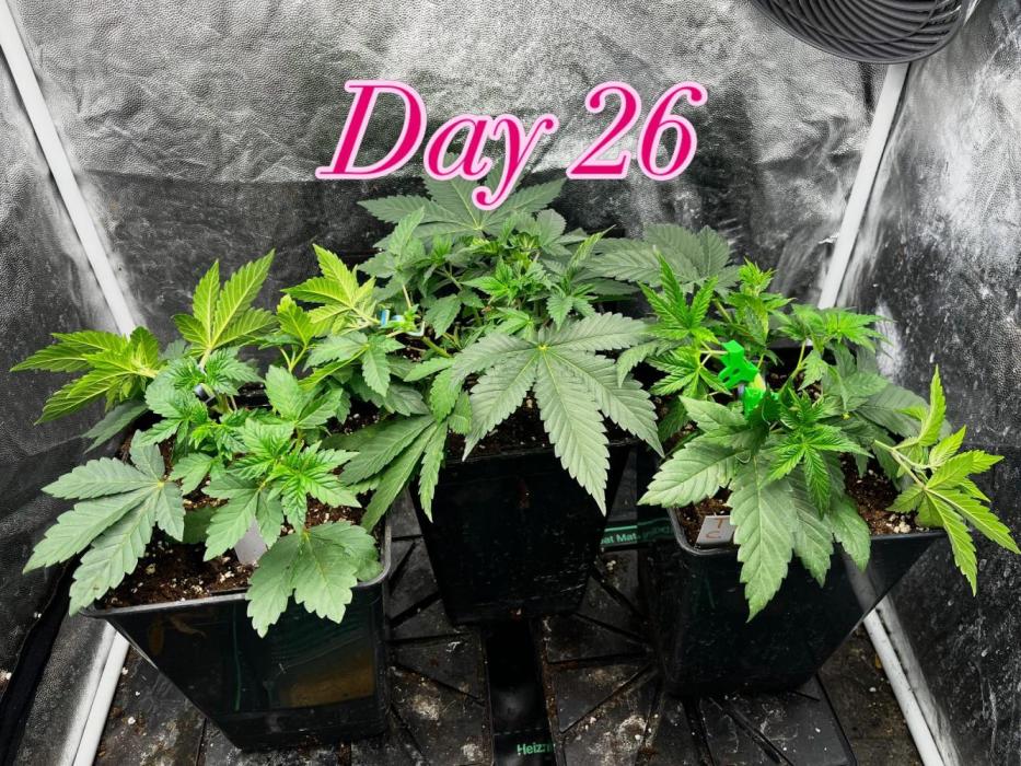 Summer Vibes. Week 4